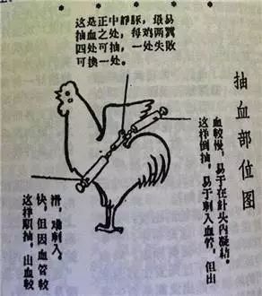 科普：“打雞血”一詞是怎么來的？